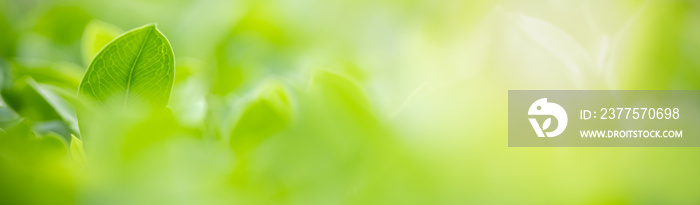 Close up of nature view green leaf on blurred greenery background under sunlight with bokeh and copy