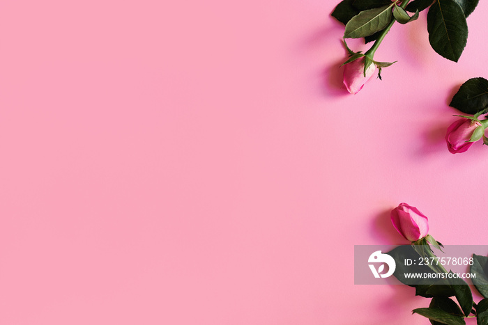 淡粉色背景下的三朵玫瑰，俯视图，复制空间。母亲节，国际妇女节