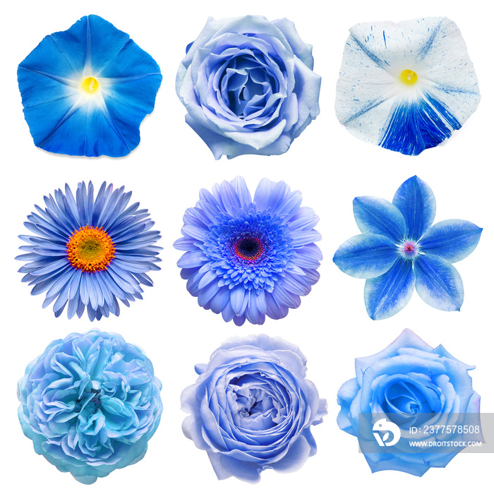 Big collection of various blue head flowers rose, clematis, gerbera, morning glory, chamomile, dahli