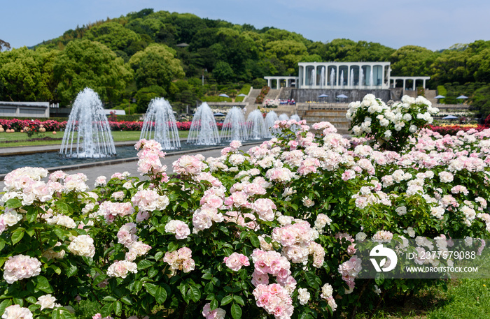 須磨離宮公園　バラ園