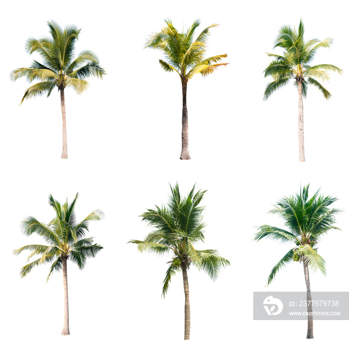 Palm tree or Coconut tree ,a green leaf isolation for summer background ,relax and vacation holiday 