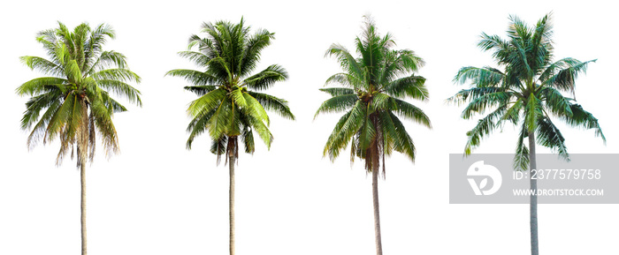 Coconut tree, white background