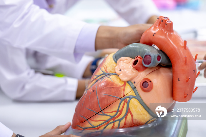 Concept of Education anatomy and physiology of heart in laboratory.