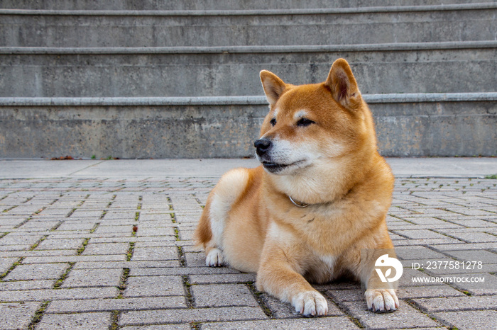 shiba inu在联锁装置上放松放下