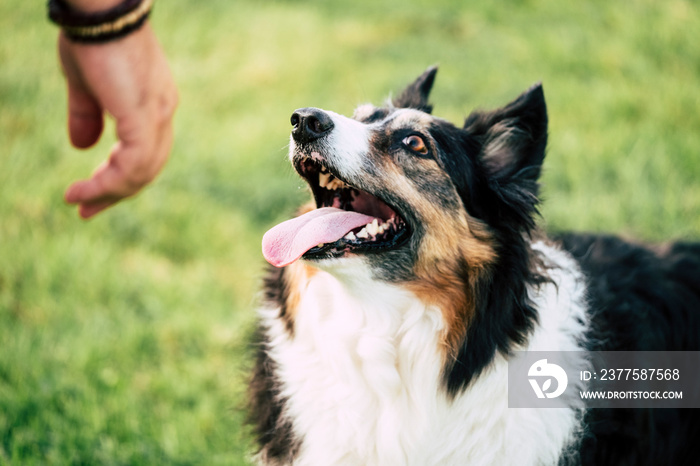 Happy border collie beautiful dog looking at his owner waiting to play and learn obedience lated thi