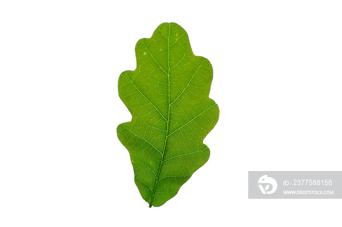 Green oak leaf on a white background. Isolated.