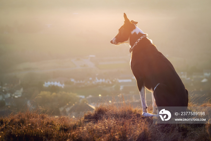 日落时，威尔士牧羊犬坐在布雷肯灯塔附近的一个山区农场上