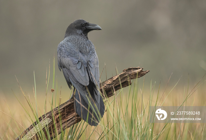 Raven ( Corvus corax ) close up