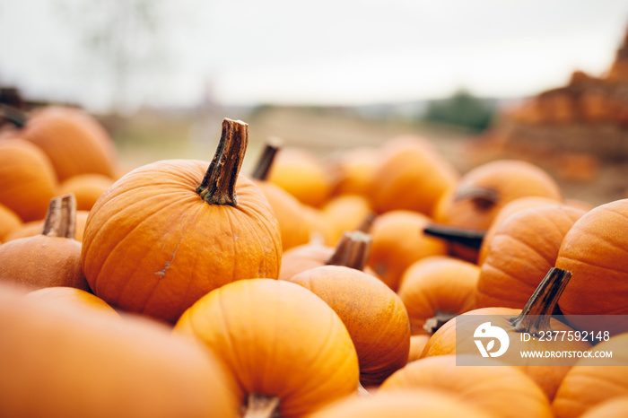 Fresh pumpkins in a pile. Halloween and Thanksgiving