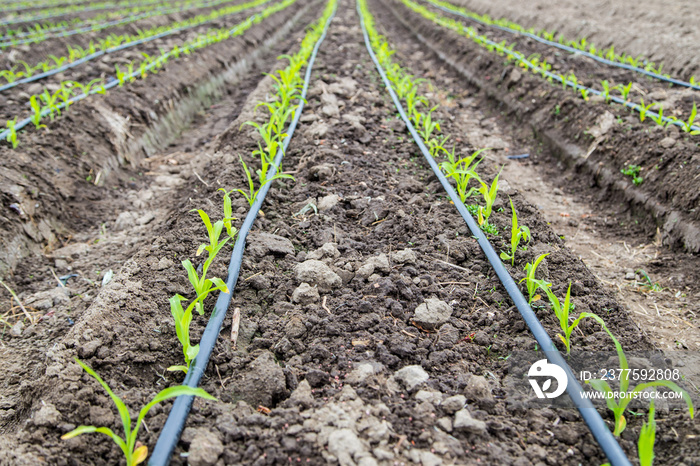 corn field with drip irrigation