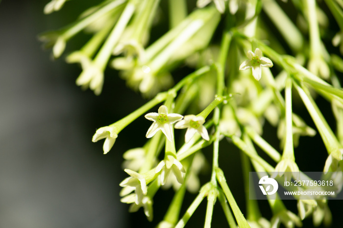 ヤコウボク（ナス科）学名：Cestrum nocturnum。別名：ヤコウカ（夜行花）夜に芳香を放つ花