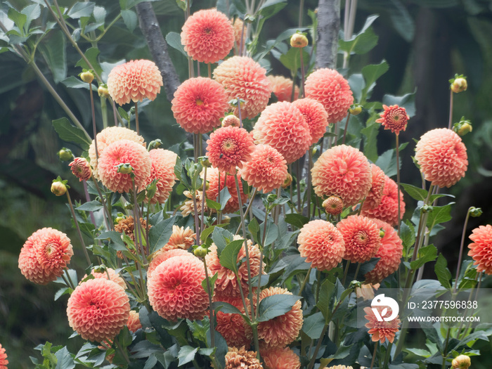 大丽花-蓬蓬大丽花，深色叶子和鲜艳的橙色花朵