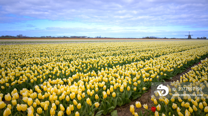 Yellow tulip field with typical Dutch windmill in background, North Holland, Netherlands.