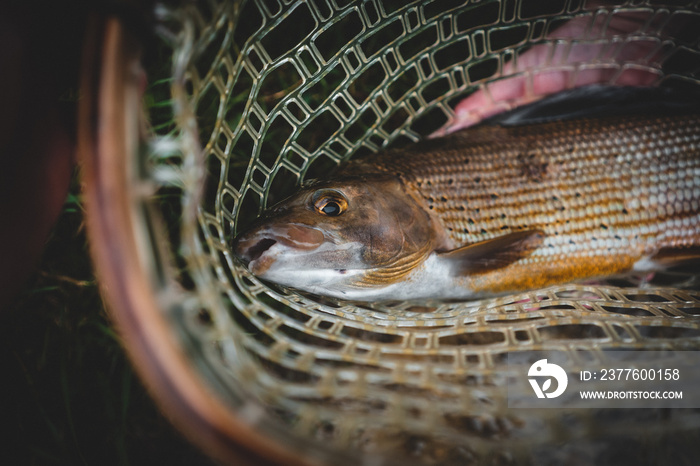 Portrait of a grayling fly fishing