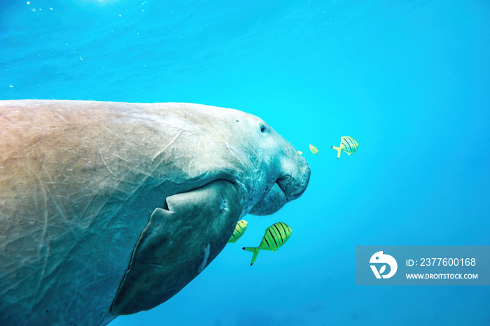 Dugong in the blue showing half body with yellow fishes