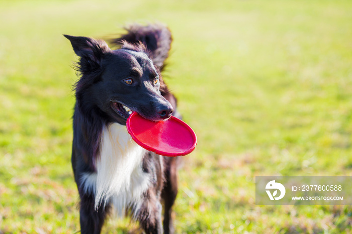 Trained purebred border collie dog playing with his favourite toy outdoors in the park. Adorable puppy, holding a red frisbee flying disc in his mouth enjoying a sunny day.