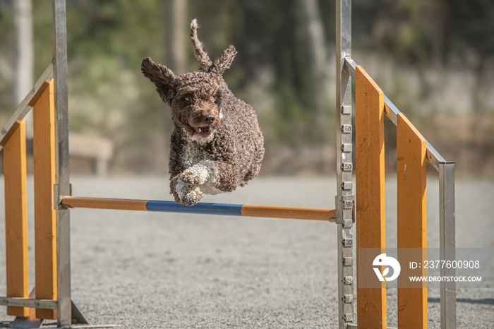 Spanish Water Dog jumps over an agility hurdle on a dog agility course