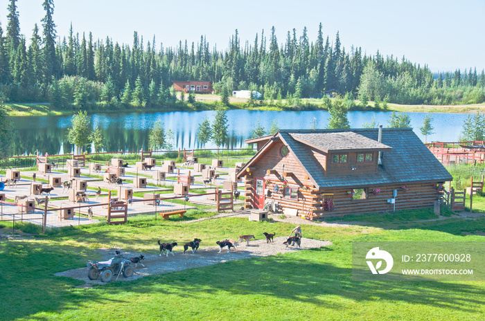 Husky dog training homestead, Fairbanks, Alaska