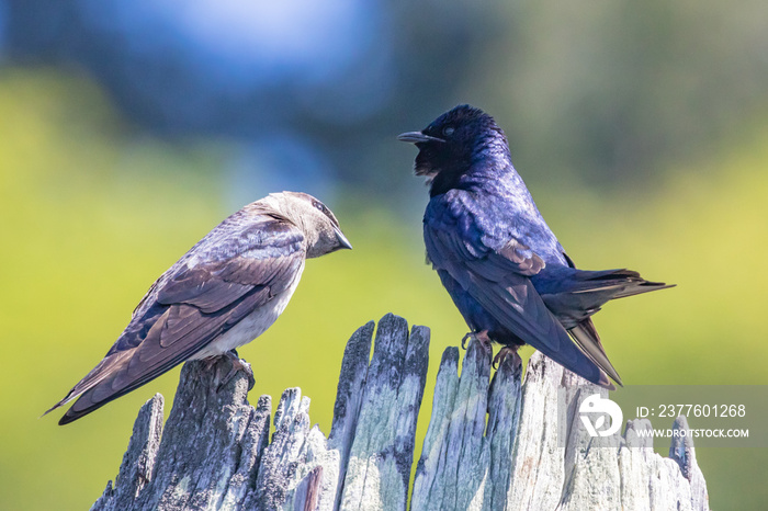 Female Purple Martin Sizes Up Her Iridescent Mate Perched Near the Nest Box