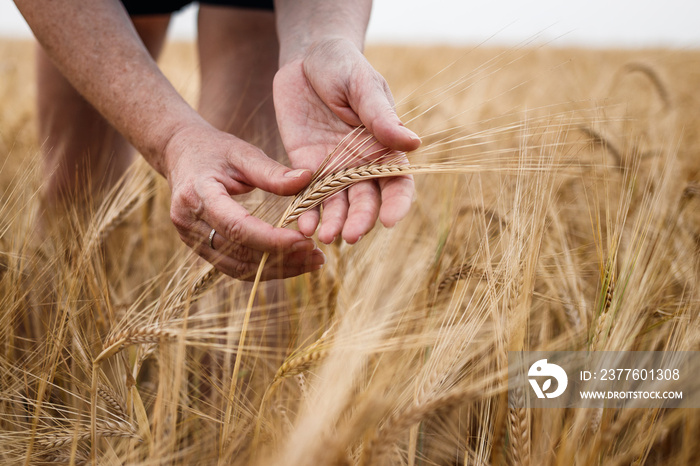 Farmer inspecting agricultural field and control quality of barley crop before harvesting. Female hand touching ripe cereal plant