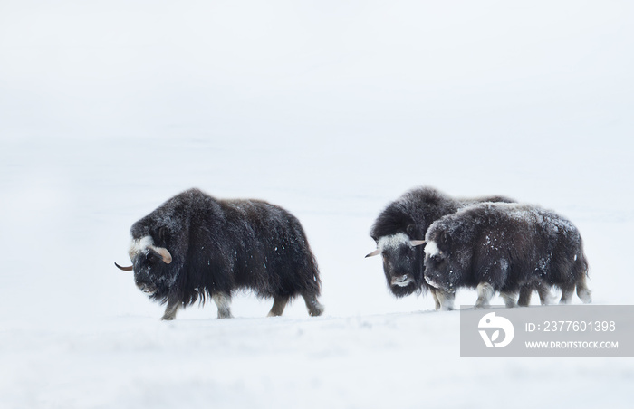 Musk Oxen in snowy mountains during cold winter