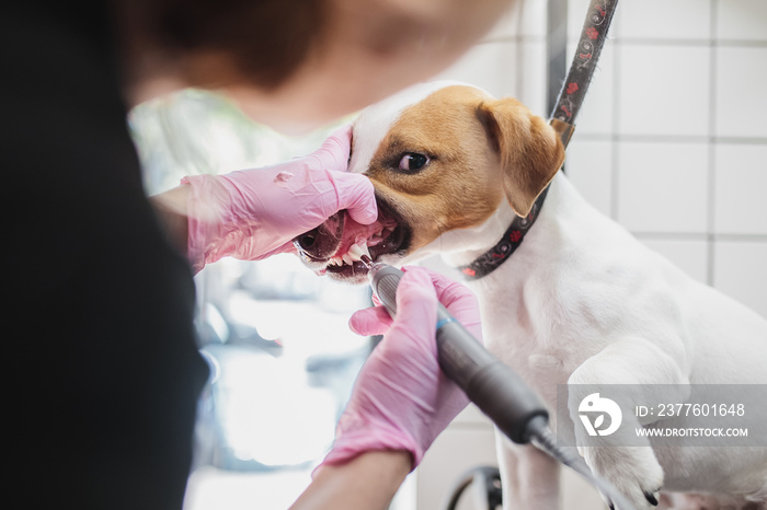 Brushing a dog’s teeth. Grooming salon