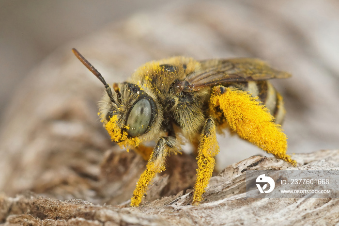 Closeup on a pollen loaded female blue eyed solitary bee , Tetraloniella alticincta in Gard, France