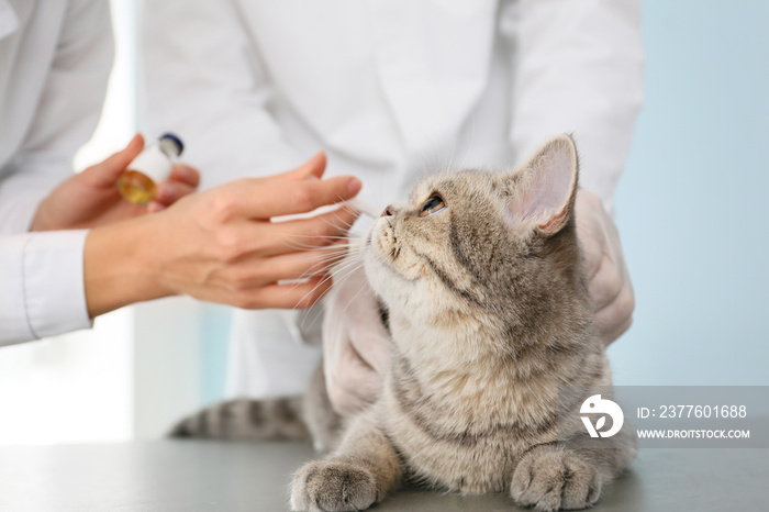 Veterinarians vaccinating cute cat on clinic