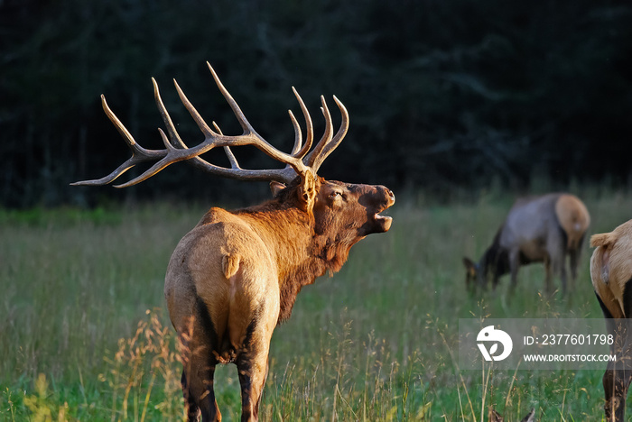 Bull Elk in Rut Season