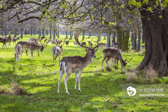 Deer spotted in Phoenix Park, Dublin