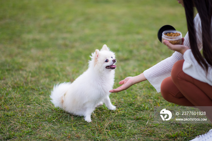 Woman train and feed her pomeranian dog at park