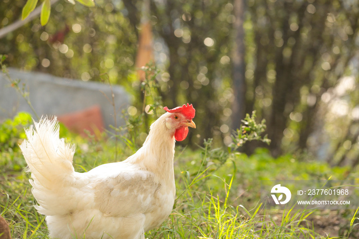 hen chicken free range in the meadow