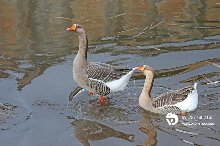 Geese on the River Teign