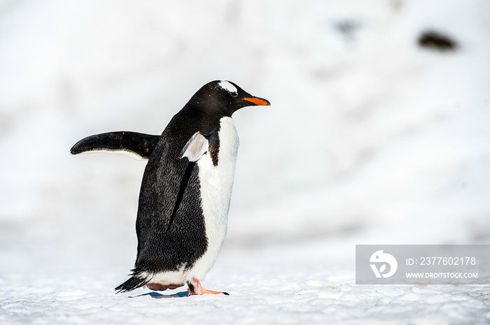 Gentoo Penguin (Pygoscelis papua) on the snow close up