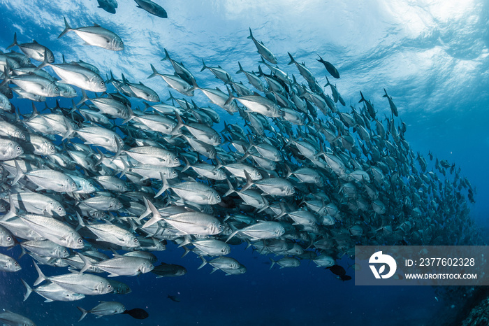 A school of bigeye trevally