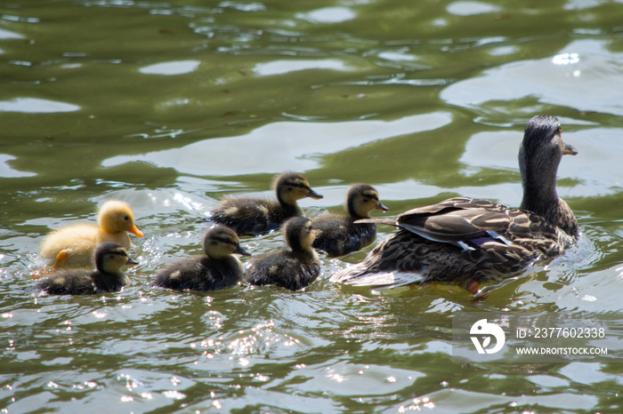 family of ducks with single yellow duckling tagging along