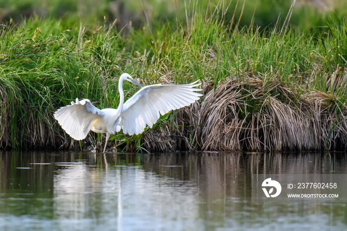 White heron, Great Egret, standing on the lake. Water bird in the nature habitat