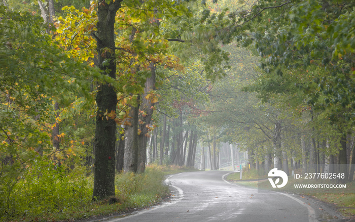 Tunnel of trees along scenic byway 119 near Harbor springs, Michigan on a misty autumn day.