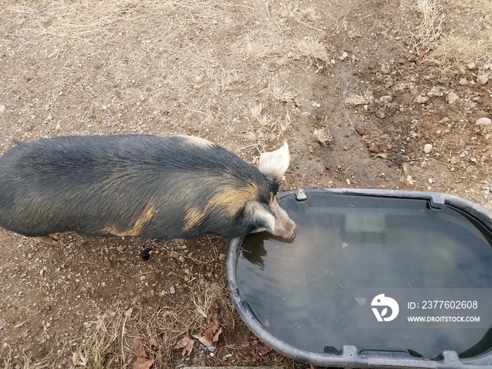 black pig drinking from water container or trough with mud