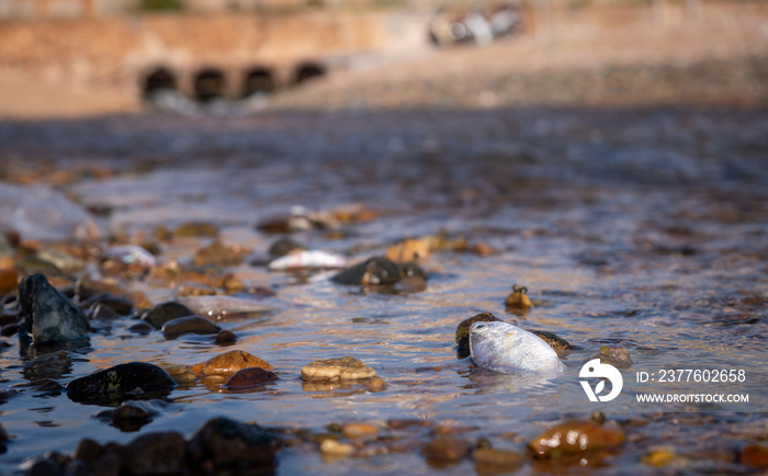 Many fishes dead on sea shore affection from factory industry release black waste water make pollution damage animal wide life is environment problem concept.