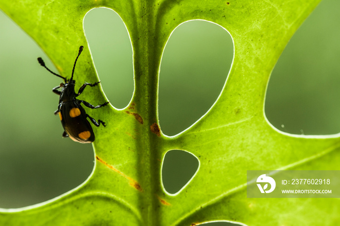 Leaf and Bug