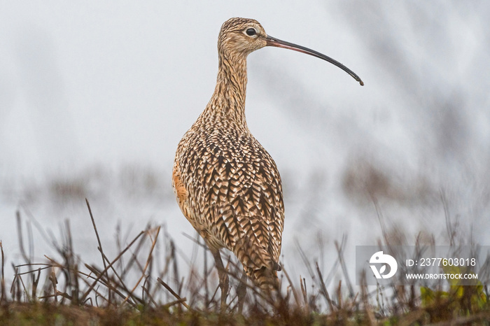 Long-billed Curlew in the fog landscape