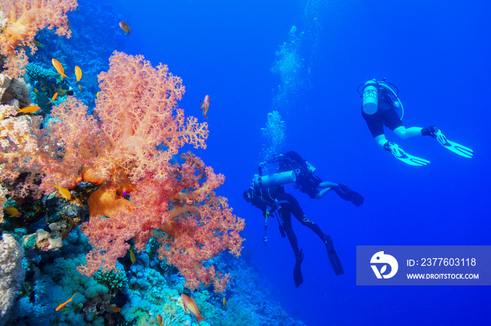 Scuba Diving the Red Sea, Egypt