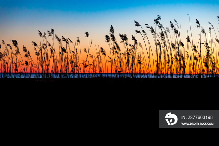 Sunset through reeds at the sea in Parnu