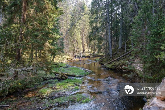 rock covered river bed in forest with low water level