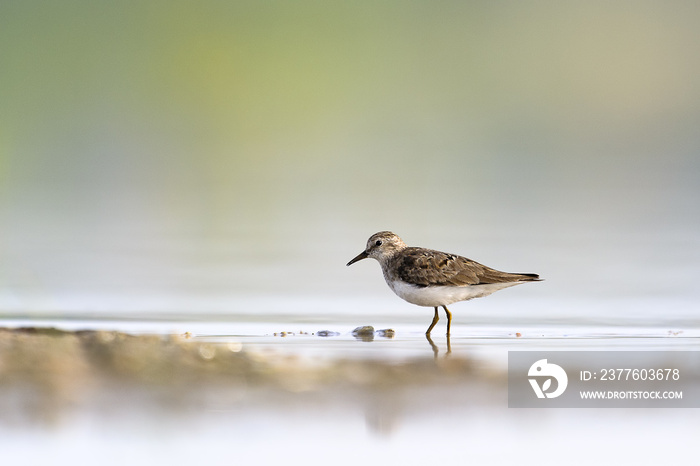 Temminck`s Stint Calidris temminckii standing on sandy beach during early autumn migration