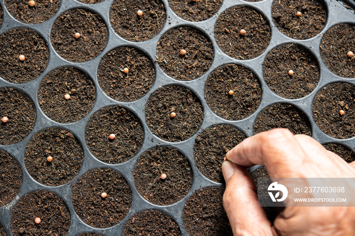 Farmer’s hand planting seeds in soil in nursery tray