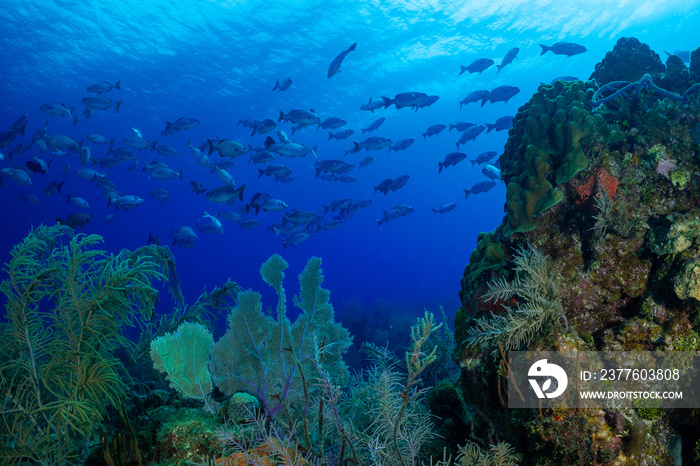 A school of fish can be seen through a break in the coral structures on the top of Bloody Bay Wall in Little Cayman