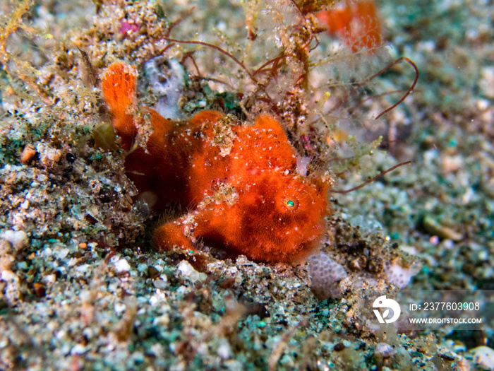 orange juvinile hairy frog fish. Ambon, Indonesia. Underwater macro life photo.