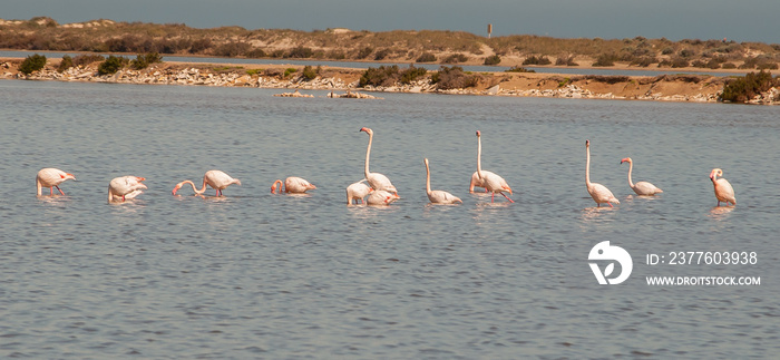 Flamingos in the Mar Menor in Murcia. Spain